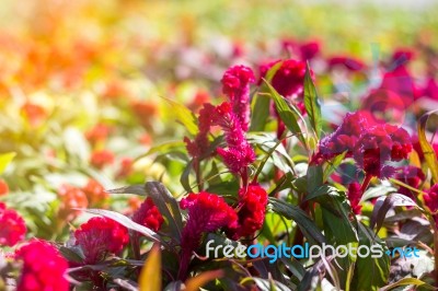 Cockscomb Flower (celosia Cristata) Stock Photo