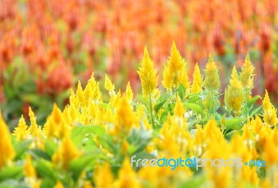 Cockscomb Flower In Garden Stock Photo