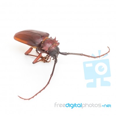 Coconut Beetle Isolated On White Background Stock Photo