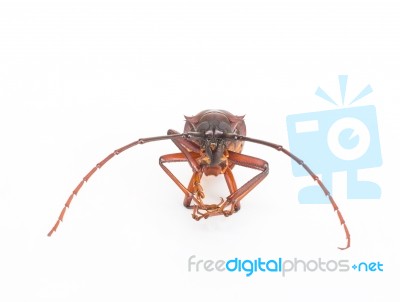 Coconut Beetle Isolated On White Background Stock Photo