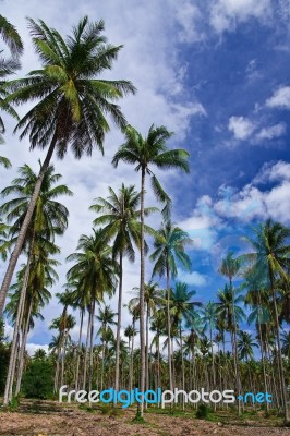 Coconut Garden In Thailand Stock Photo