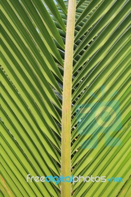 Coconut Leaf Background Stock Photo