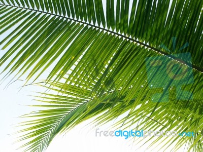 Coconut Leaf Background Stock Photo