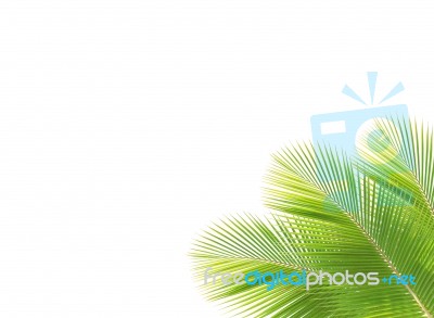 Coconut Leaf Frame Isolated White Background Stock Photo