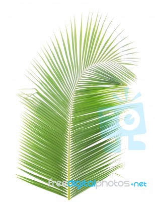 Coconut Leaf Isolated On White Background Stock Photo