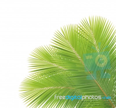 Coconut Leaf Isolated On White Background Stock Photo