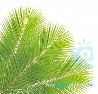 Coconut Leaf Isolated On White Background Stock Photo