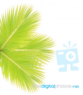 Coconut Leaf Isolated On White Background Stock Photo