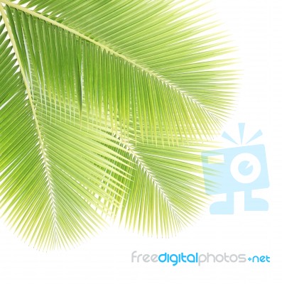 Coconut Leaf Isolated On White Background Stock Photo