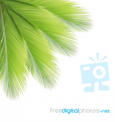 Coconut Leaf Isolated On White Background Stock Photo