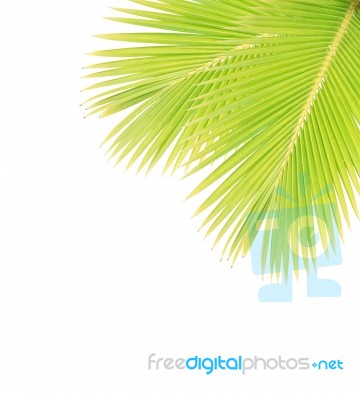 Coconut Leaf Isolated On White Background Stock Photo