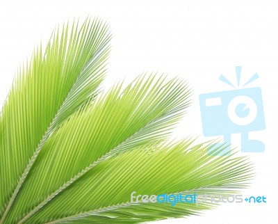 Coconut Leaf Isolated On White Background Stock Photo