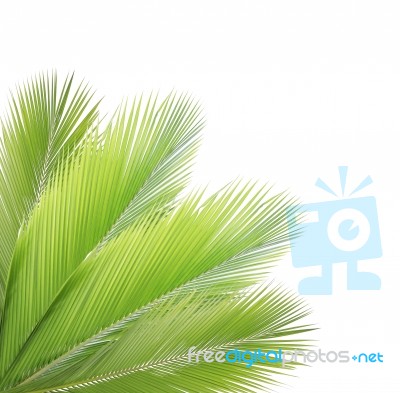 Coconut Leaf Isolated On White Background Stock Photo