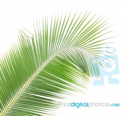 Coconut Leaf Isolated On White Background Stock Photo