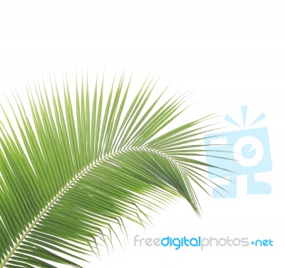 Coconut Leaf Isolated On White Background Stock Photo