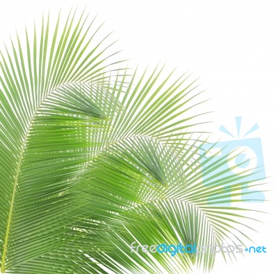 Coconut Leaf Isolated On White Background Stock Photo