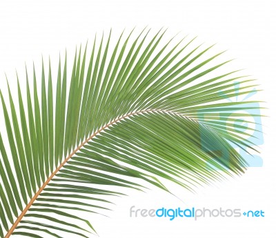 Coconut Leaf Isolated On White Background Stock Photo