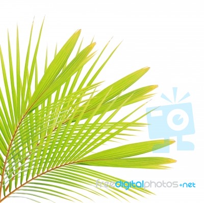 Coconut Leaf Isolated On White Background Stock Photo