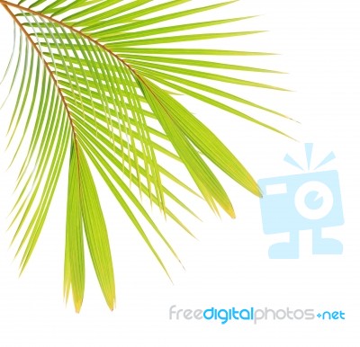 Coconut Leaf Isolated On White Background Stock Photo