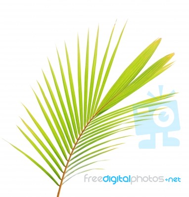 Coconut Leaf Isolated On White Background Stock Photo