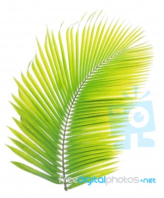 Coconut Leaf Isolated On White Background Stock Photo