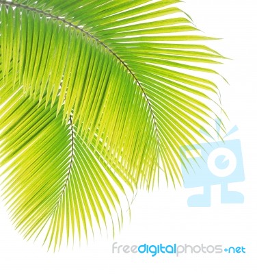 Coconut Leaf Isolated On White Background Stock Photo