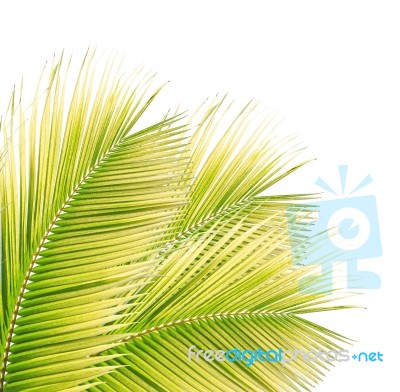 Coconut Leaf Isolated On White Background Stock Photo