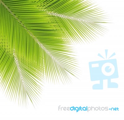 Coconut Leaf Isolated On White Background Stock Photo