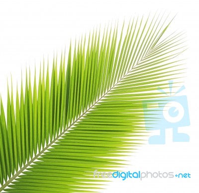 Coconut Leaf Isolated On White Background Stock Photo