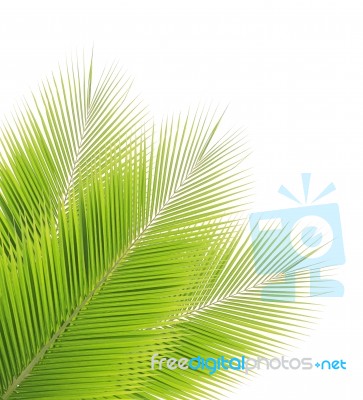 Coconut Leaf Isolated On White Background Stock Photo