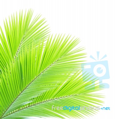 Coconut Leaf Isolated On White Background Stock Photo