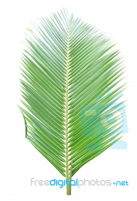 Coconut Leaf Isolated On White Background Stock Photo