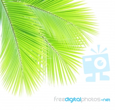 Coconut Leaf Isolated On White Background Stock Photo