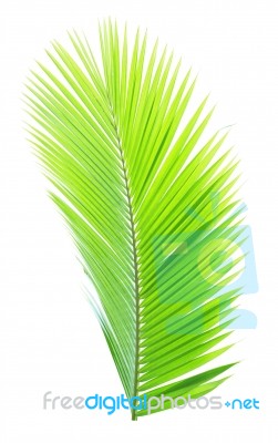 Coconut Leaf Isolated On White Background Stock Photo