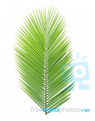 Coconut Leaf Isolated On White Background Stock Photo