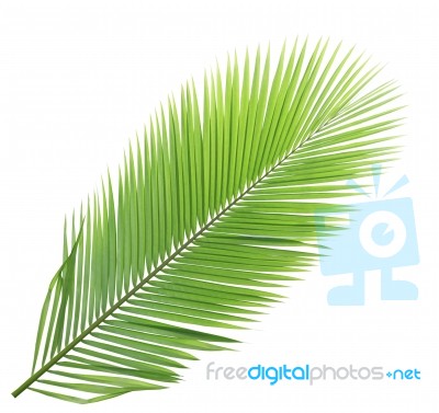 Coconut Leaf Isolated On White Background Stock Photo