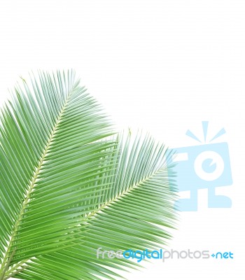 Coconut Leaf Isolated On White Background Stock Photo