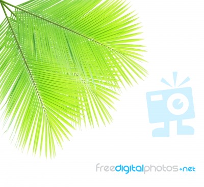 Coconut Leaf Isolated On White Background Stock Photo