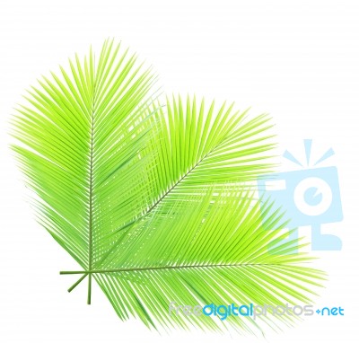 Coconut Leaf Isolated On White Background Stock Photo