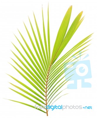 Coconut Leaf Isolated On White Background Stock Photo