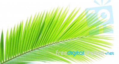 Coconut Leaf Isolated On White Background Stock Photo