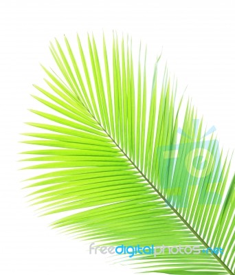 Coconut Leaf Isolated On White Background Stock Photo