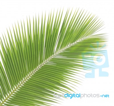 Coconut Leaf Isolated On White Background Stock Photo