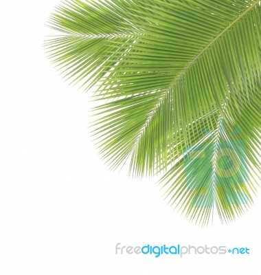 Coconut Leaf Isolated On White Background Stock Photo