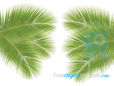 Coconut Leaf Isolated On White Background Stock Photo