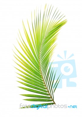 Coconut Leaf Isolated On White Background Stock Photo