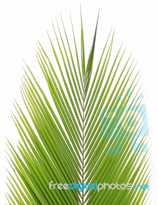 Coconut Leaf Isolated On White Background Stock Photo