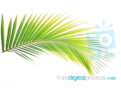 Coconut Leaf Isolated On White Background Stock Photo