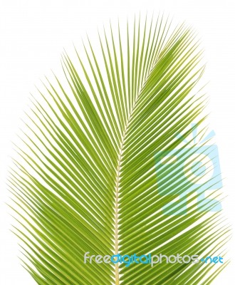 Coconut Leaf Isolated On White Background Stock Photo