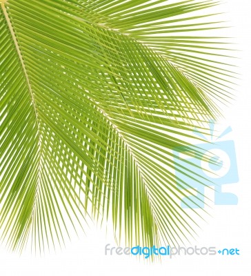 Coconut Leaf Isolated On White Background Stock Photo